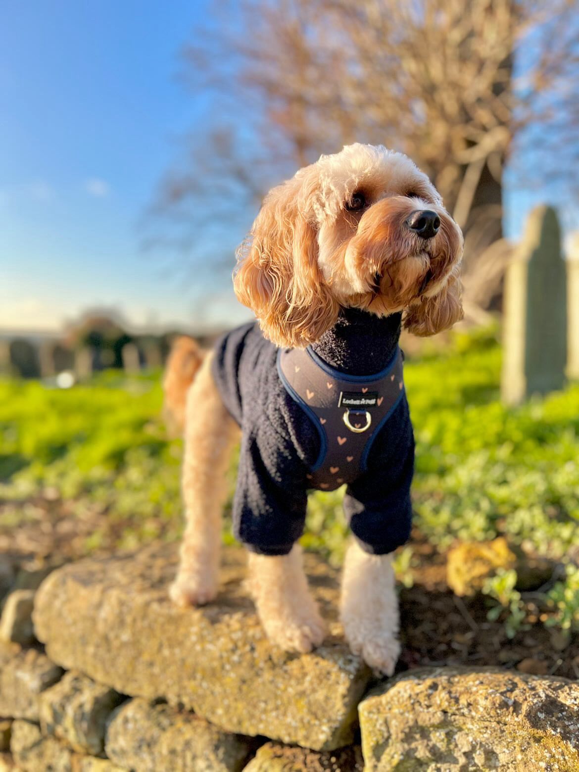Navy - Dog roll neck sherpa jumper with zip