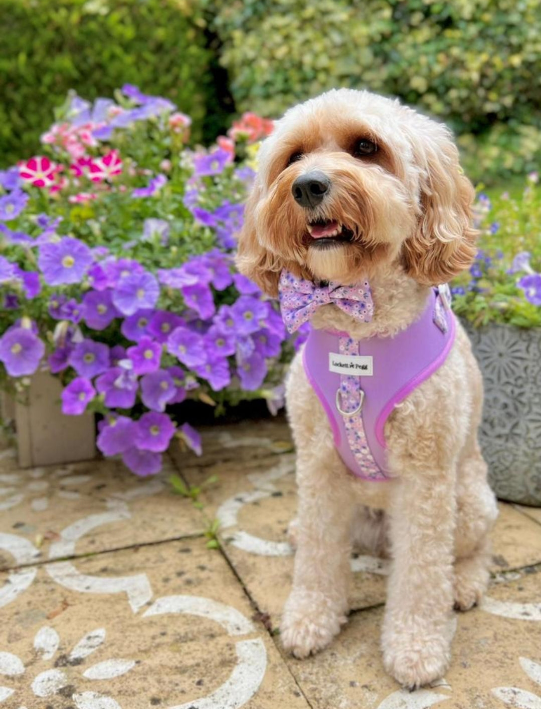 Lilac Ditsy Daisy adjustable Harness