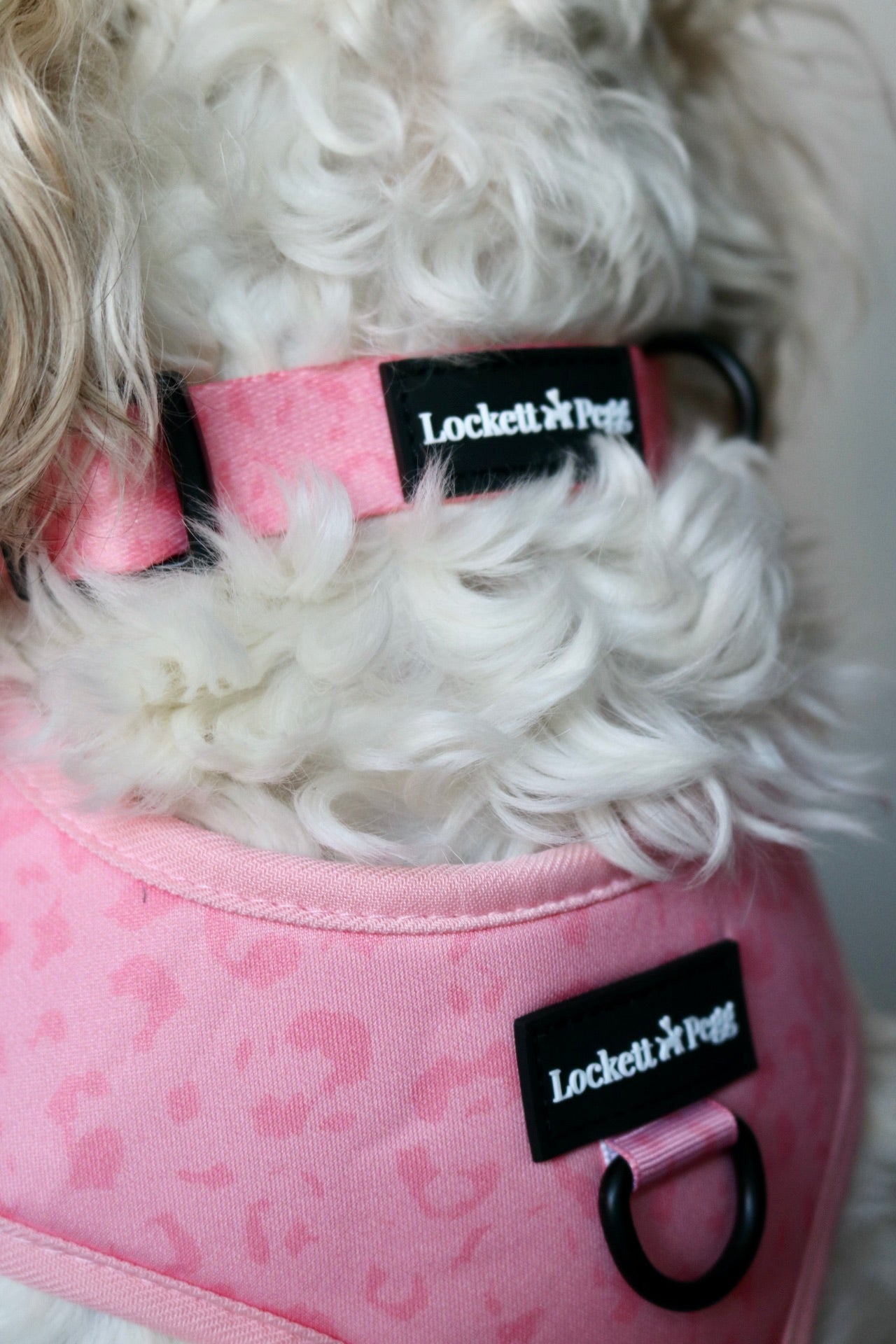Pawfect Pink - Adjustable Harness