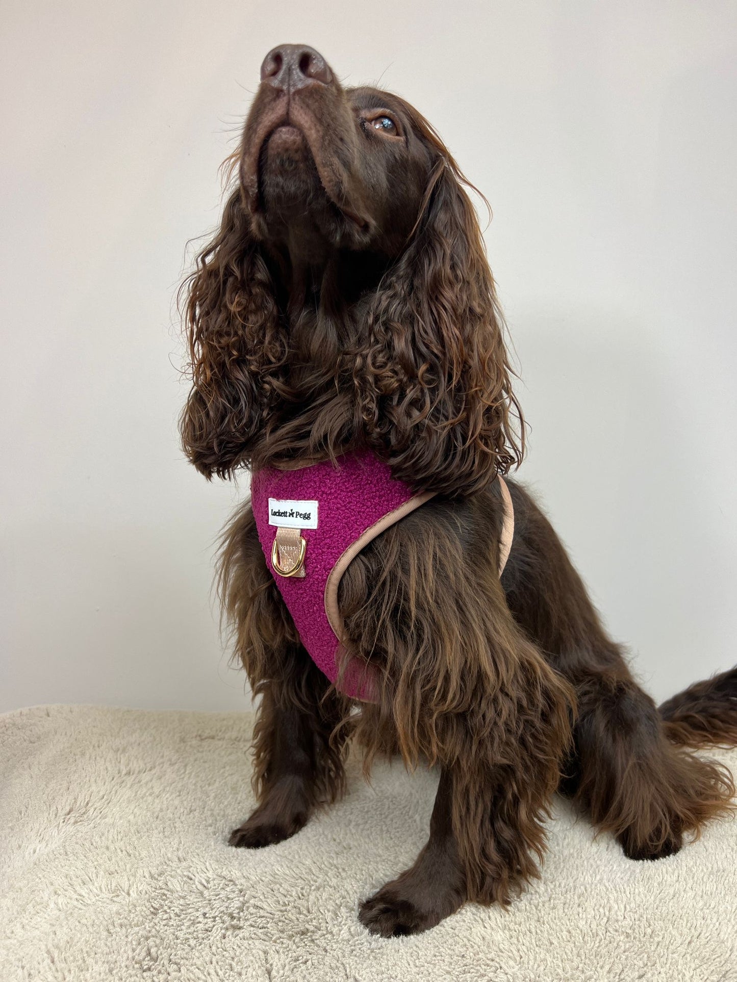 Rich Claret Sherpa Harness