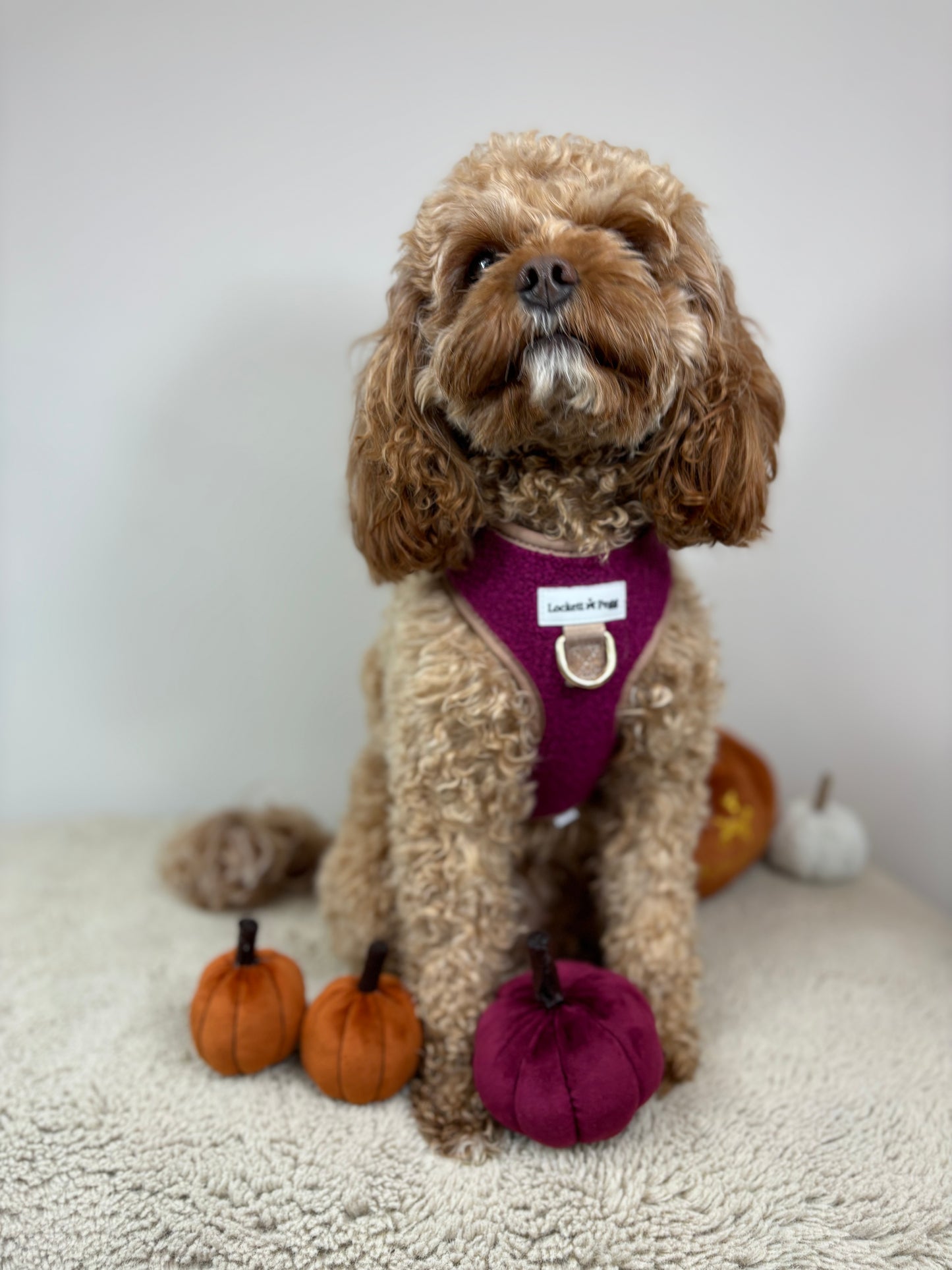 Rich Claret Sherpa Harness