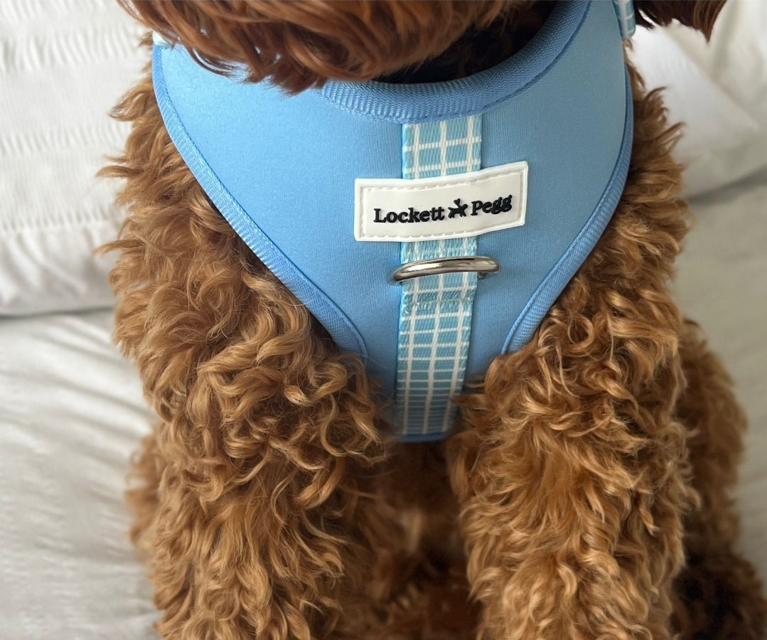 Sky Blue Dreams adjustable harness