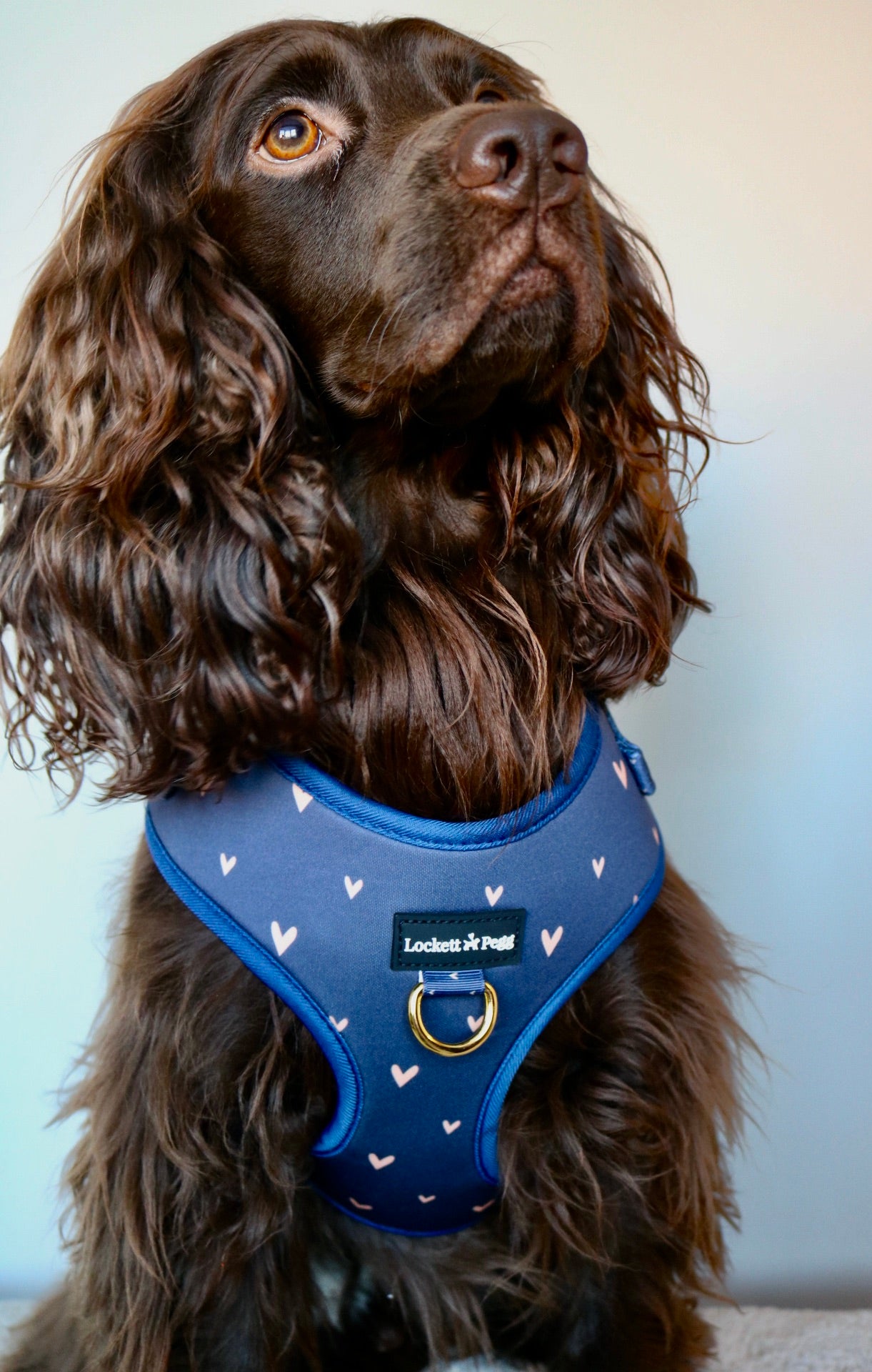 Navy Hearts of Gold - Adjustable Harness