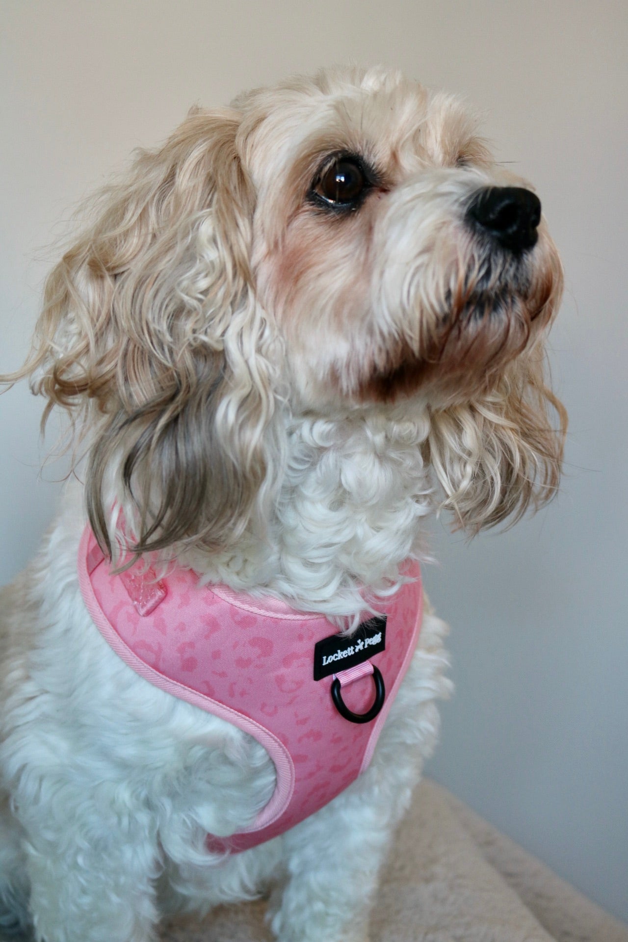 Pawfect Pink - Adjustable Harness