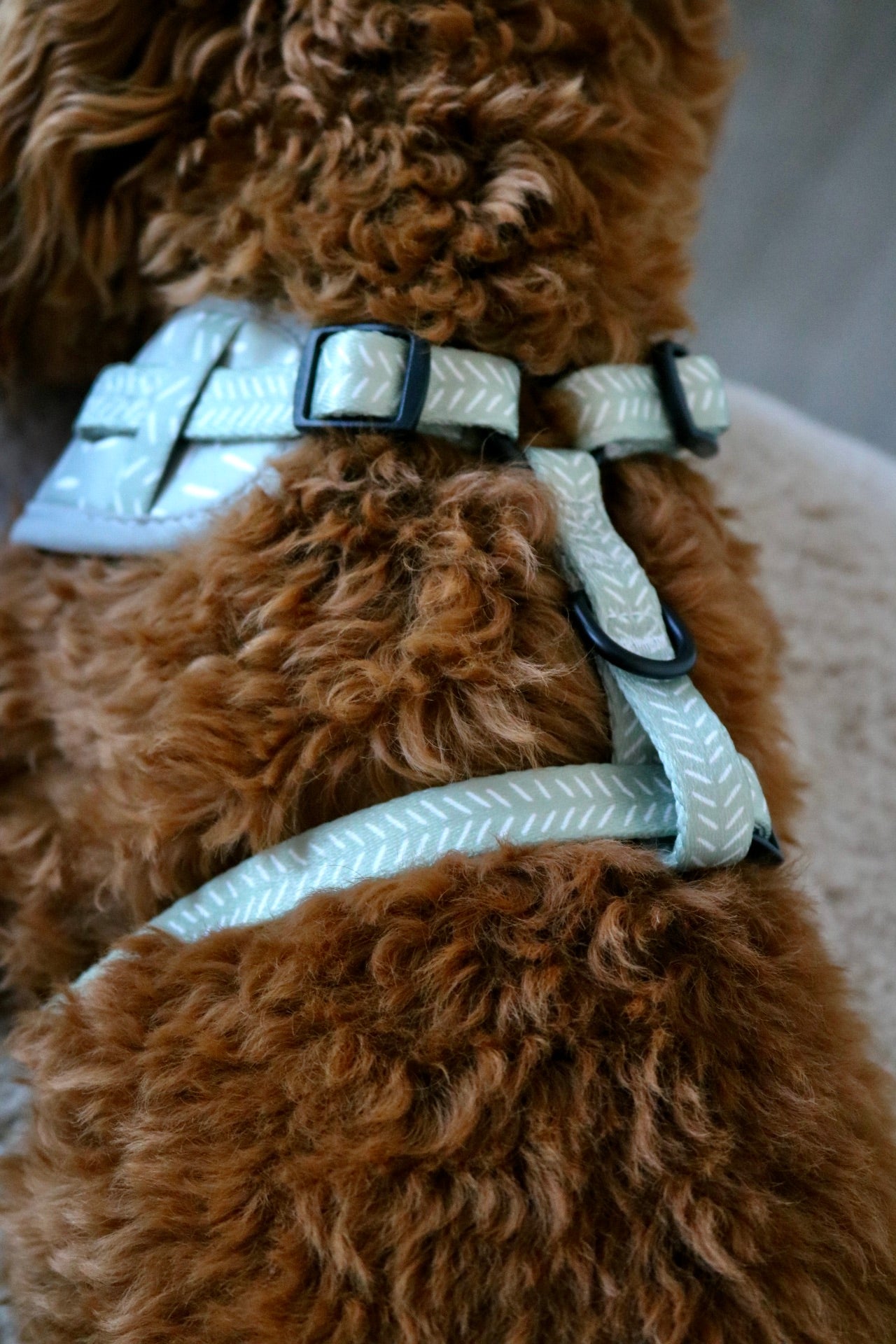 Sage Sprinkles - Adjustable Harness